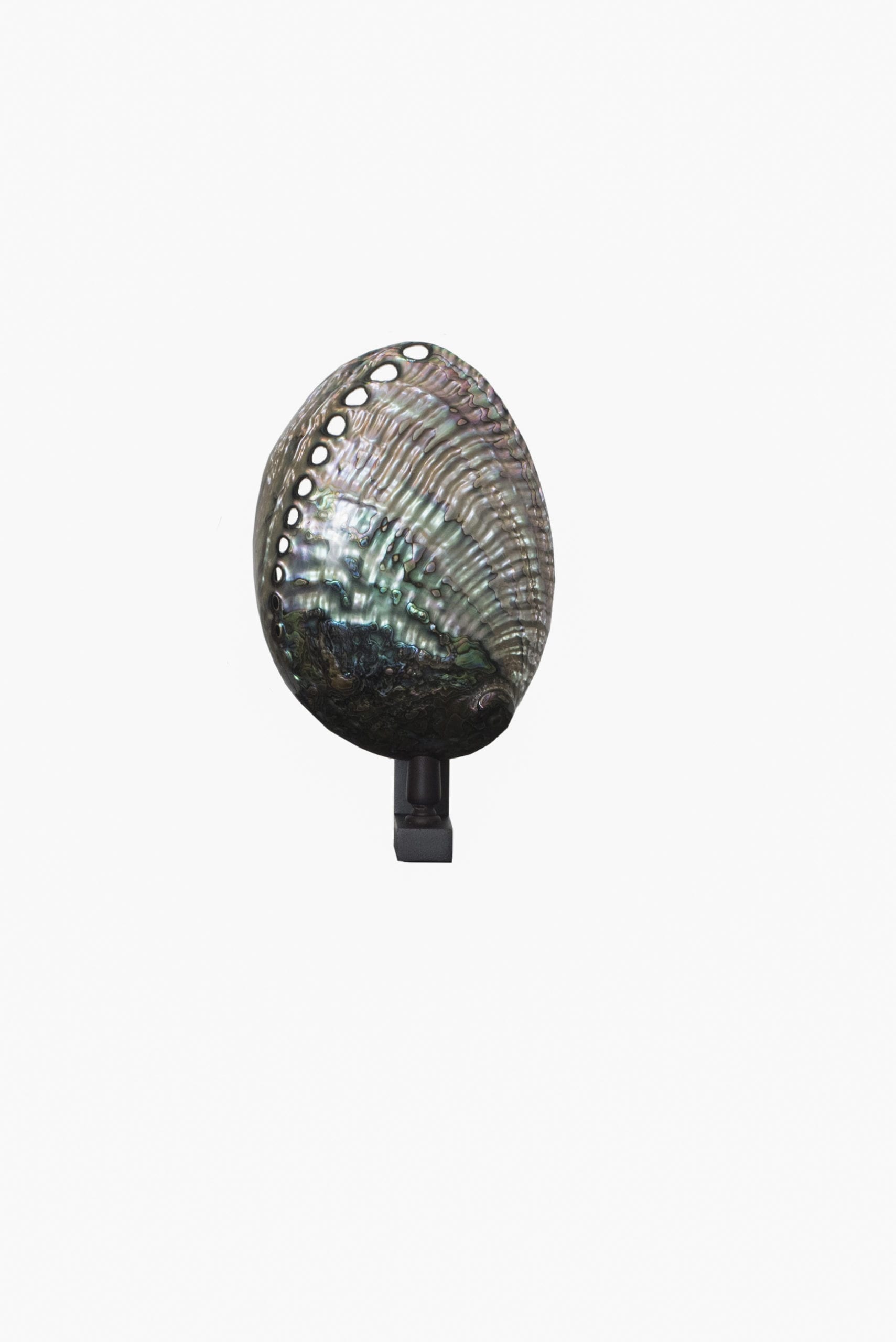 POMPEI WALL LAMP WITH A BLACK HALIOTIS SHELL